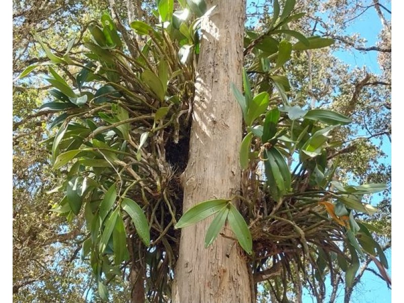 6295 Oxley Highway, Yarras NSW 2446