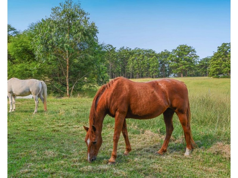 568 Old Coast Road, Kundabung NSW 2441