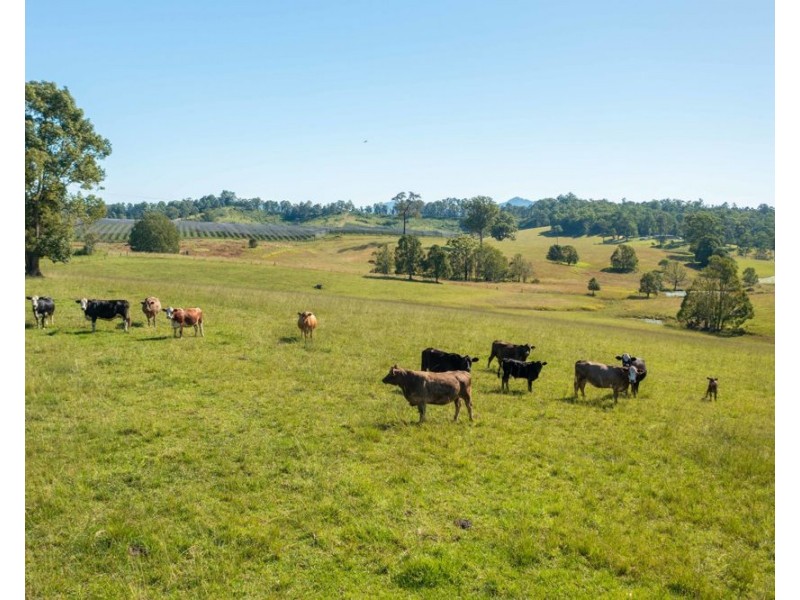 55 Lower Buckrabendinni Road, Bowraville NSW 2449