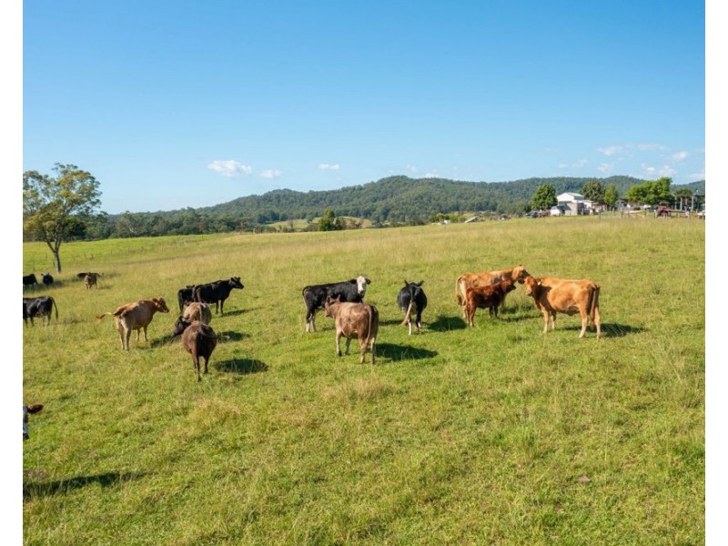 55 Lower Buckrabendinni Road, Bowraville NSW 2449