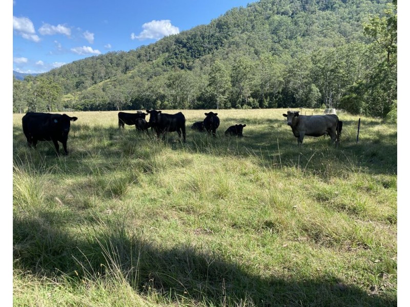 125 Jasper Creek Road, Mount Seaview NSW 2446