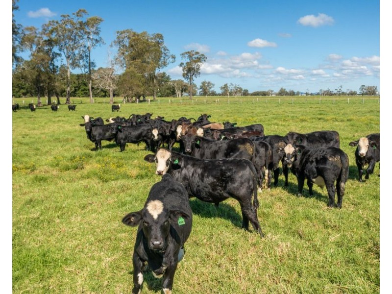 188 Back Creek Rd, Kinchela NSW 2440