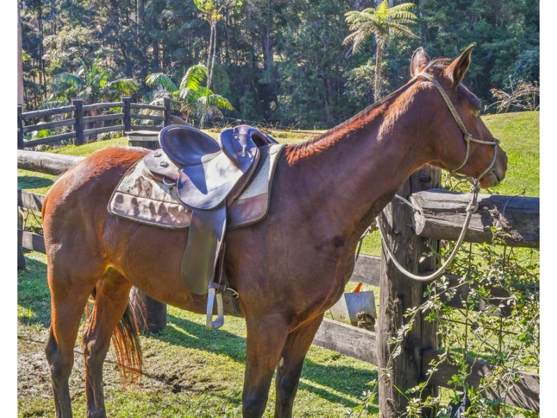 1415 KALANG ROAD, Kalang NSW 2454