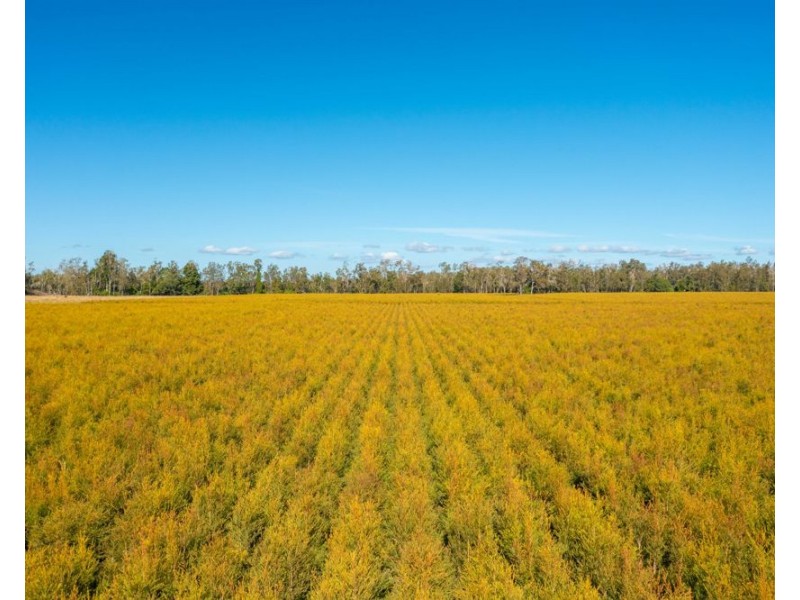 576 MARIA RIVER ROAD, Limeburners Creek NSW 2444