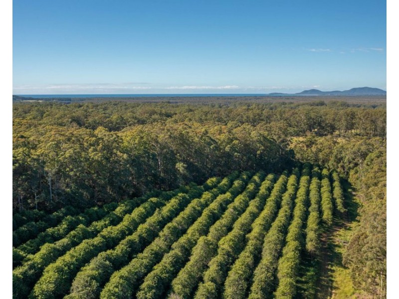 137 Browns Road, Barraganyatti NSW 2441