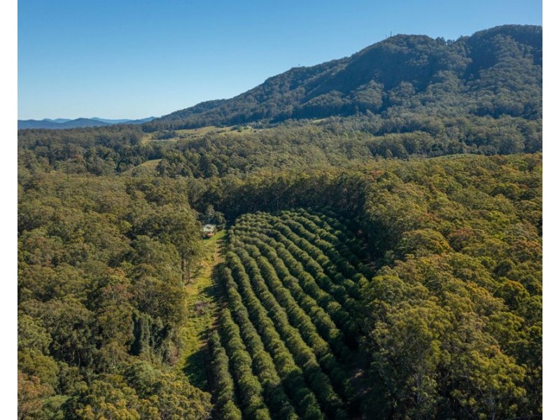 137 Browns Road, Barraganyatti NSW 2441