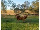 27 Seams Road, Kundabung NSW 2441