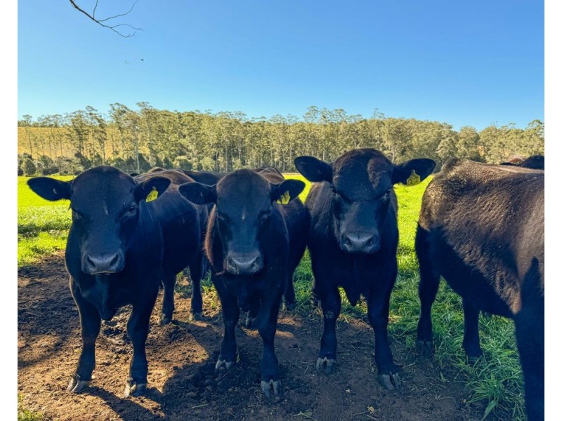 Rollands Plains NSW 2441