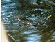 Rollands Plains NSW 2441