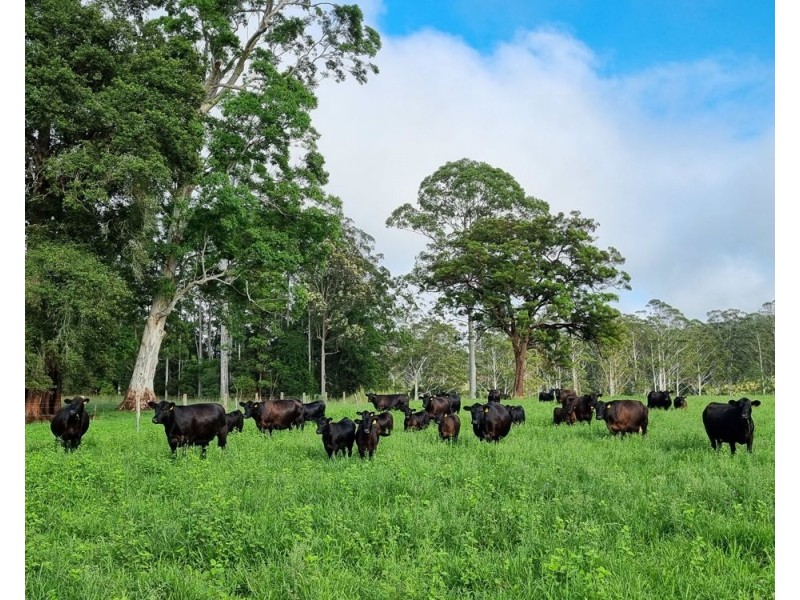 Rollands Plains NSW 2441