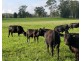 Rollands Plains NSW 2441