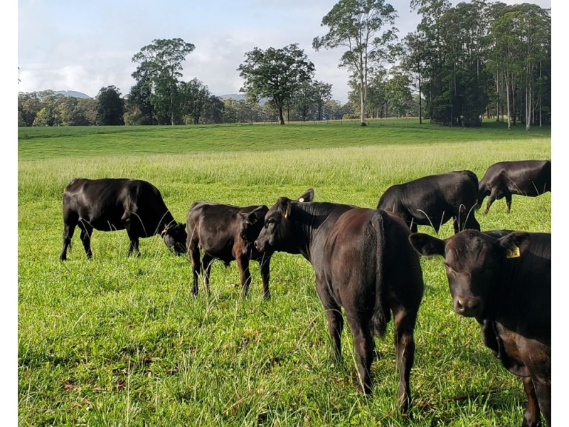 Rollands Plains NSW 2441