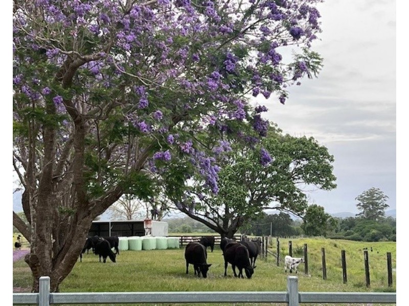 34 Carinya Road, Rosewood NSW 2446