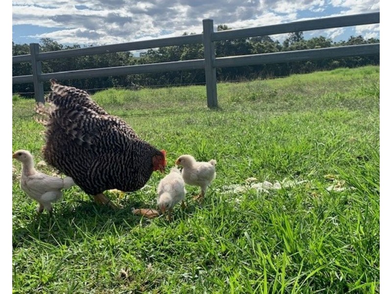 34 Carinya Road, Rosewood NSW 2446