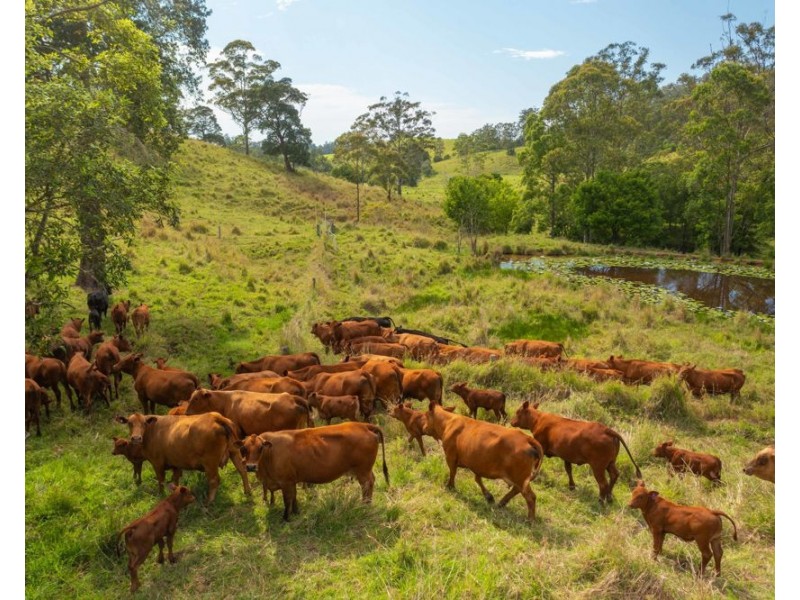 1562-1620 NORTH ARM ROAD, Argents Hill NSW 2449