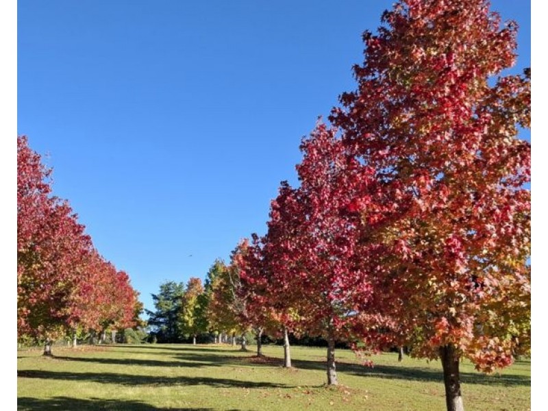 7276 Oxley Highway, Yarras NSW 2446