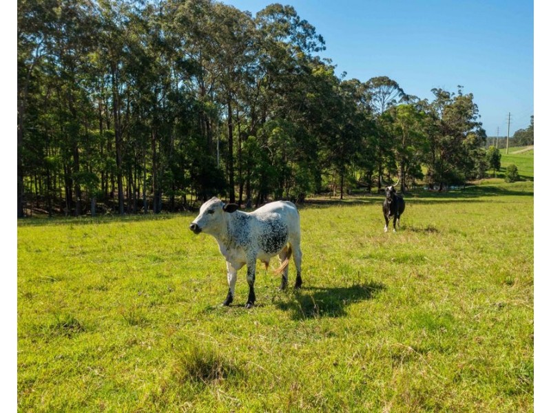 112 Mingaletta Road, Kundabung NSW 2441