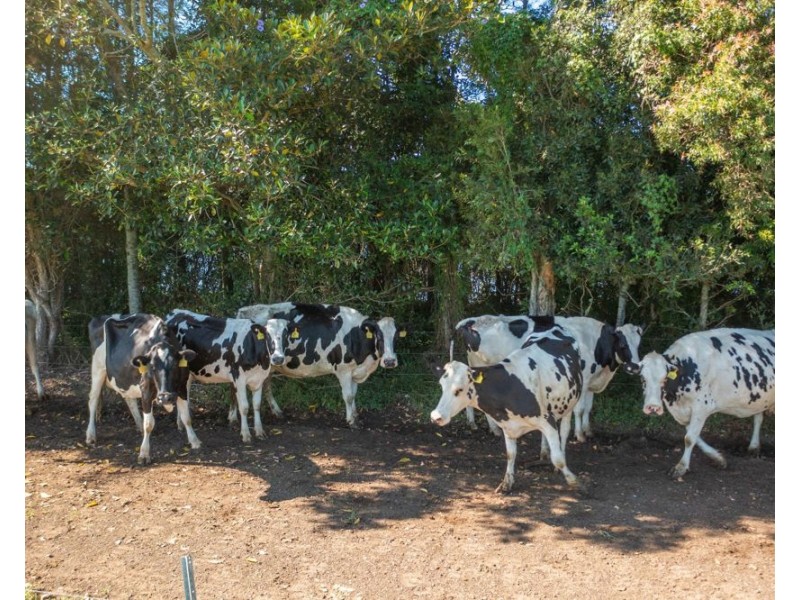 282 Newtons Road, Dumaresq Island NSW 2430