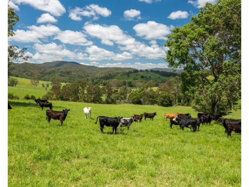 310 Yessabah Road, Yessabah NSW 2440