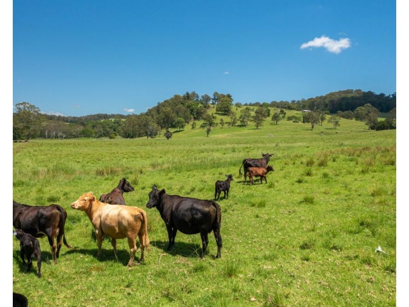 310 Yessabah Road, Yessabah NSW 2440