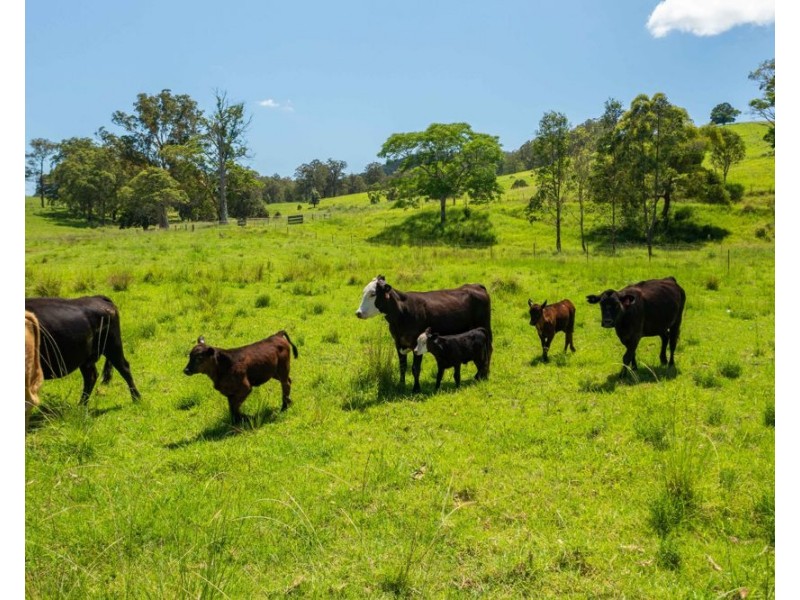 310 Yessabah Road, Yessabah NSW 2440