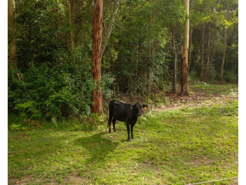 58 NELSONS ROAD, Bago NSW 2446