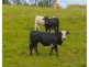 Dondingalong NSW 2440