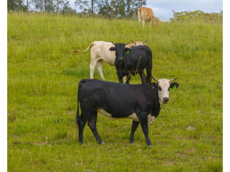 Dondingalong NSW 2440