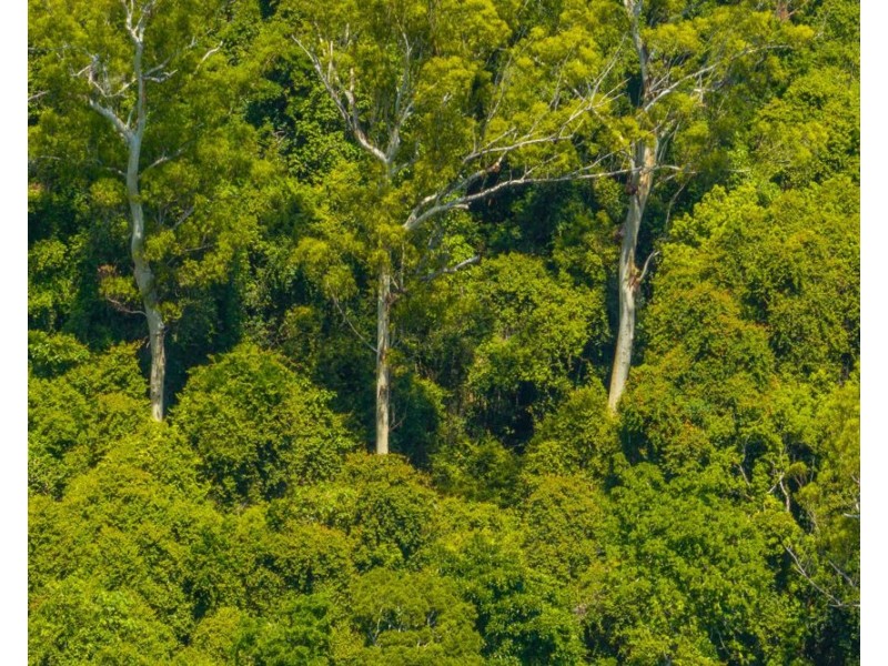 384 Eastern Boundary Road, Rollands Plains NSW 2441