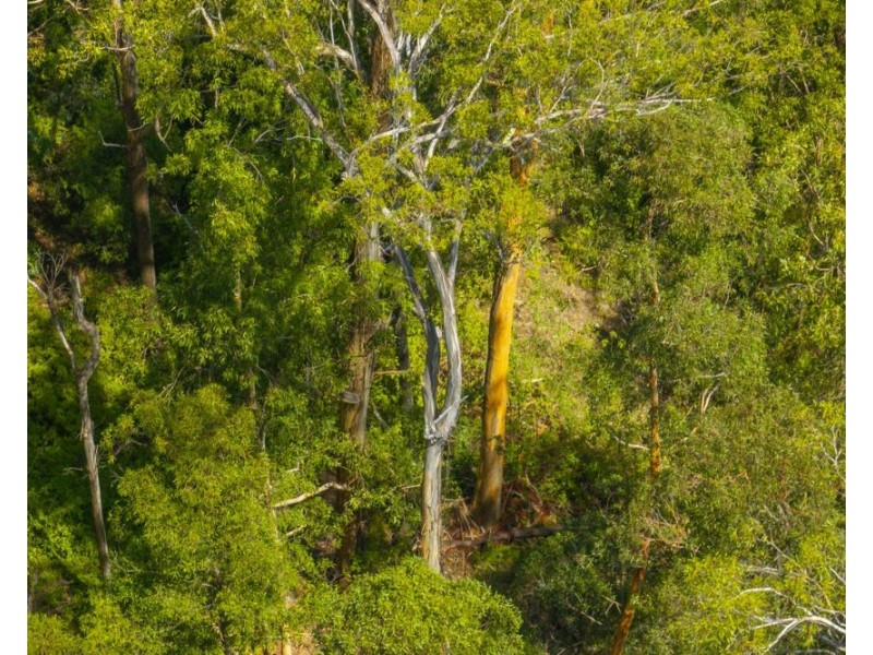 384 Eastern Boundary Road, Rollands Plains NSW 2441