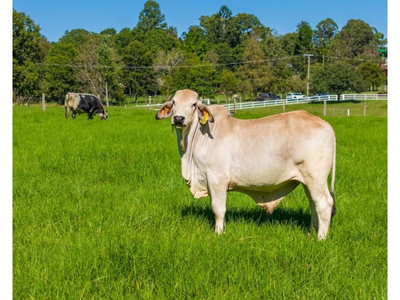 42 Bunderra Drive, Beechwood NSW 2446