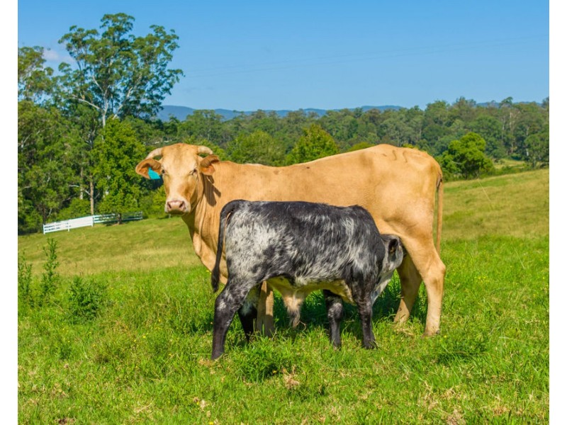 1052 Pipeclay Road, Pipeclay NSW 2446