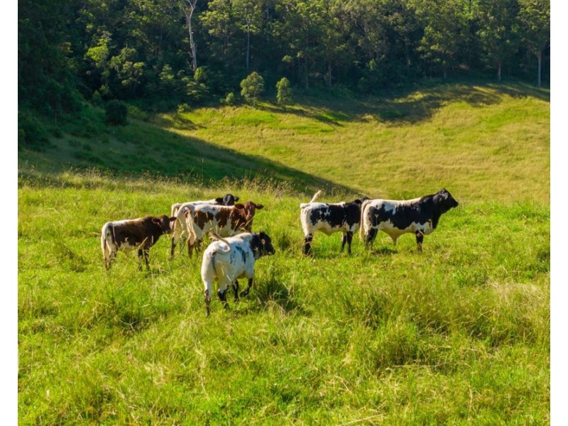 1052 Pipeclay Road, Pipeclay NSW 2446