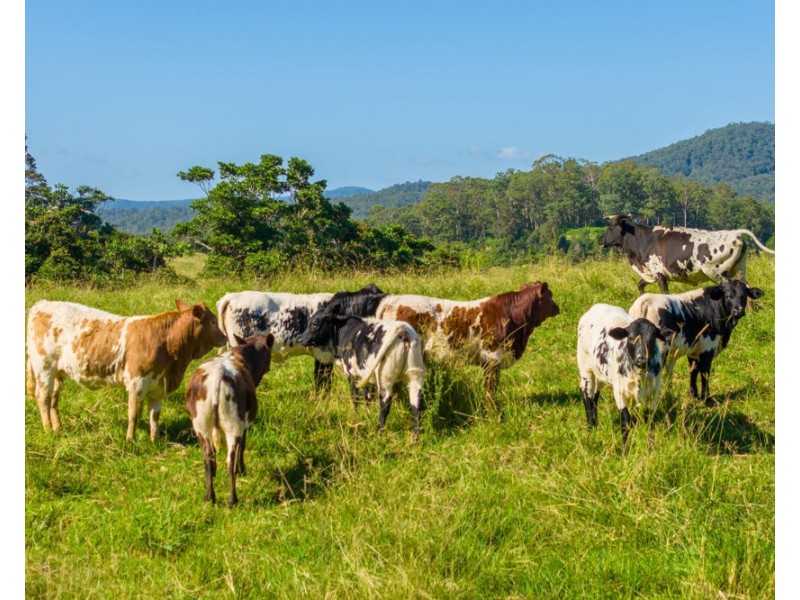 1052 Pipeclay Road, Pipeclay NSW 2446