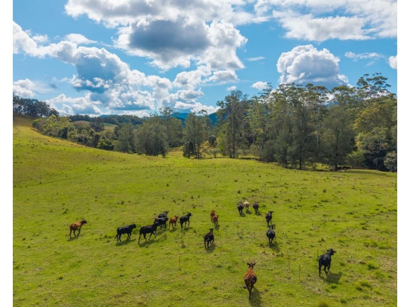 3643 Taylors Arm Road, Burrapine NSW 2447