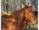 1540 Collombatti Road, Collombatti NSW 2440