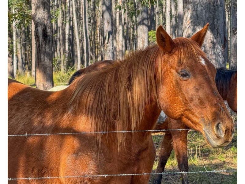 1540 Collombatti Road, Collombatti NSW 2440