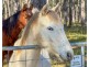 1540 Collombatti Road, Collombatti NSW 2440