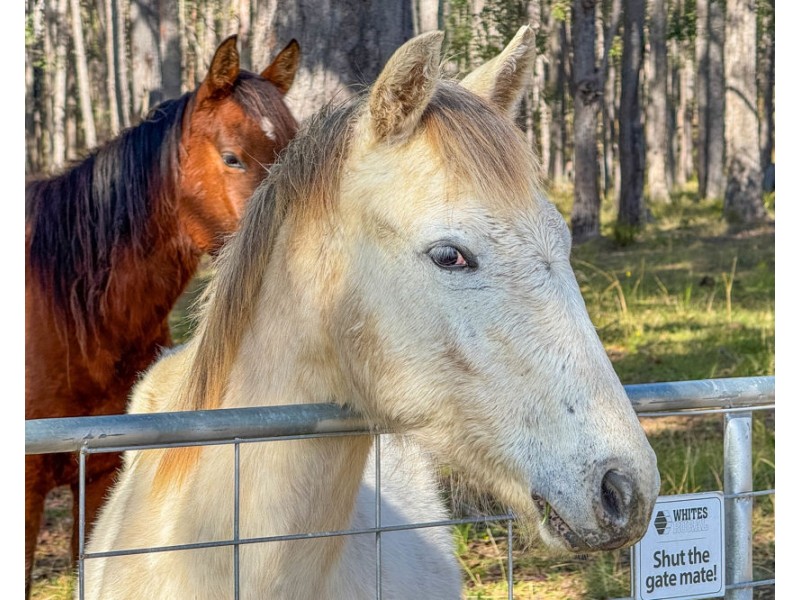 1540 Collombatti Road, Collombatti NSW 2440