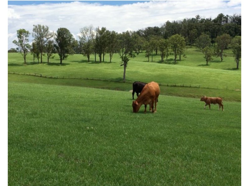 800 Toms Gully Rd, Hickeys Creek NSW 2440