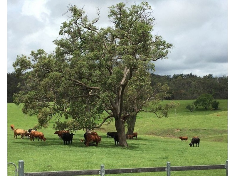 800 Toms Gully Rd, Hickeys Creek NSW 2440