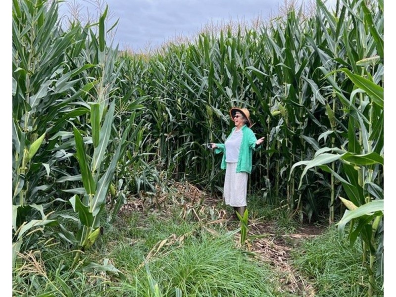 800 Toms Gully Rd, Hickeys Creek NSW 2440