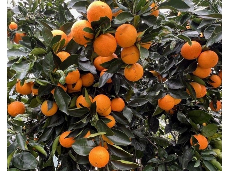 800 Toms Gully Rd, Hickeys Creek NSW 2440