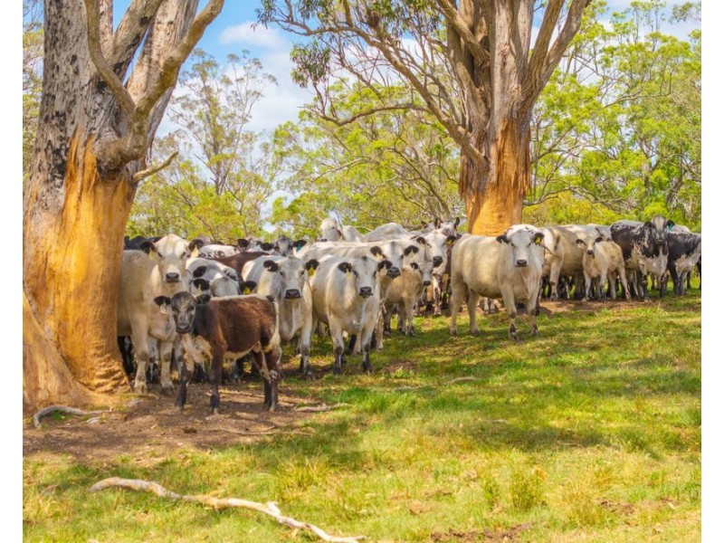 800 Toms Gully Rd, Hickeys Creek NSW 2440