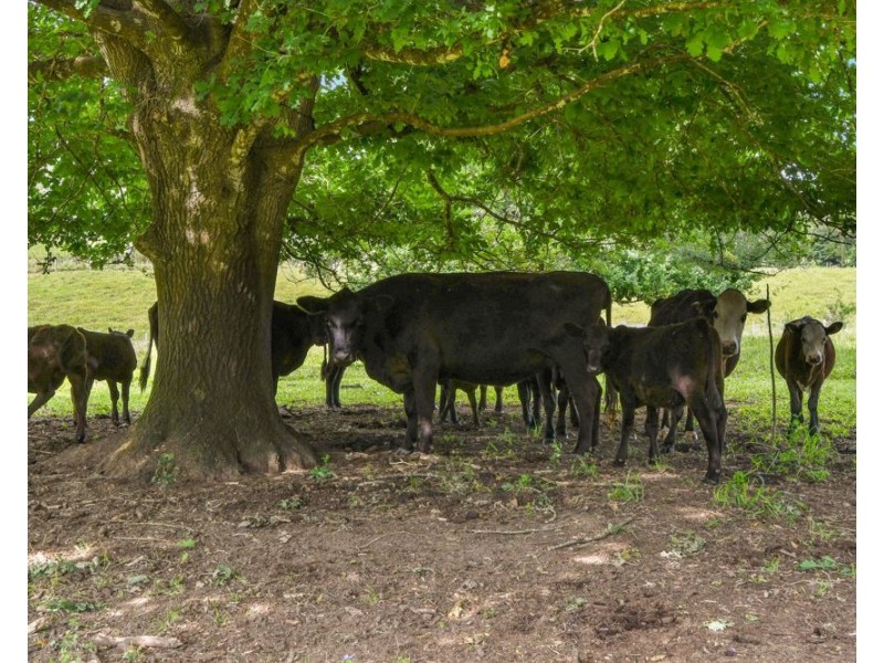 870 Darkwood Road, Thora NSW 2454