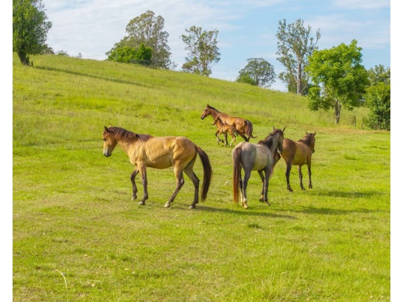 7366 Oxley Highway, Mount Seaview NSW 2446