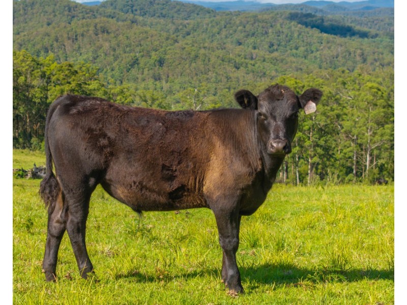 669 Costigans Road, Yarras NSW 2795