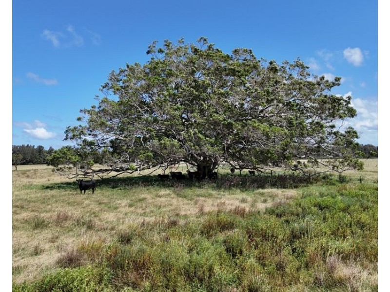 409 Mundays Lane, Limeburners Creek NSW 2444