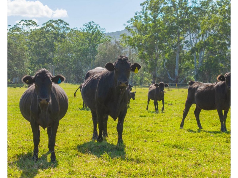 4300 Pacific Highway, Middle Brother NSW 2443