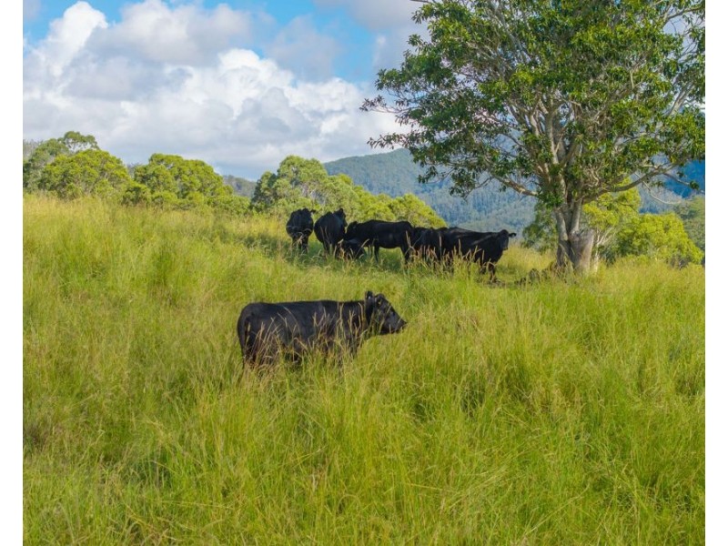 40 Ready Money Road, Upper Rollands Plains NSW 2441